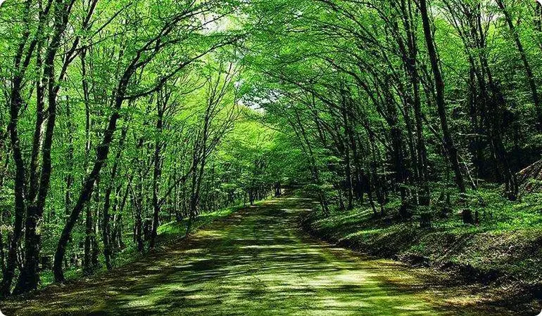 Forest road in the Ismayilli mountains